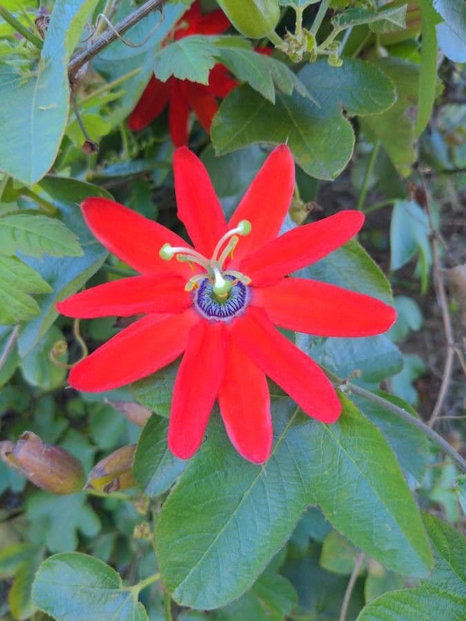 Pasiflora roja 5