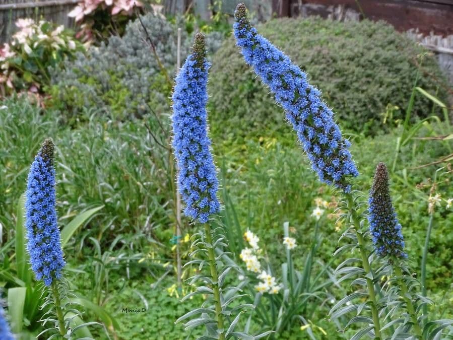 Echium di Madeira 3