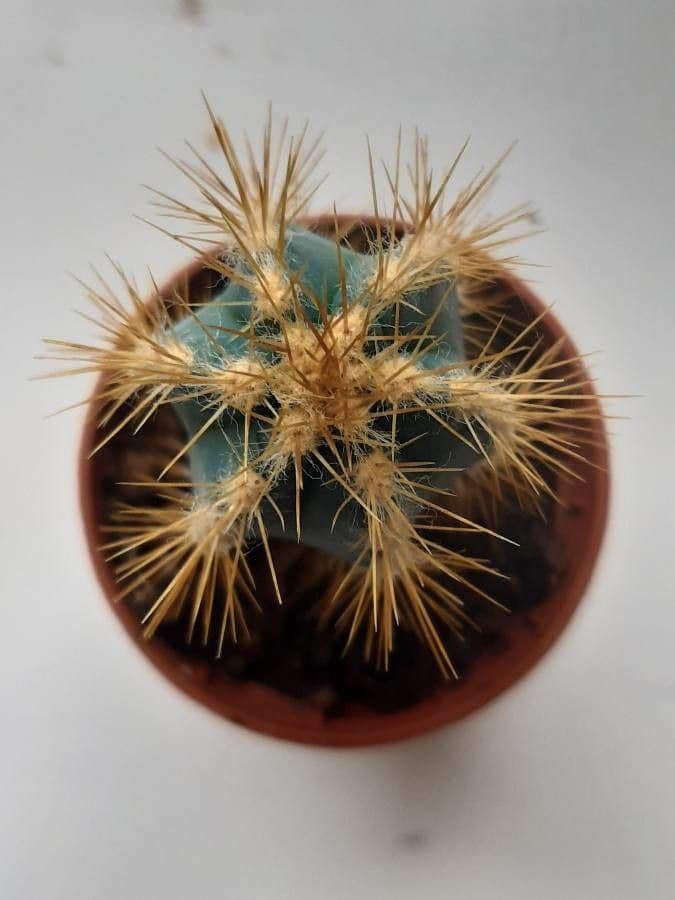Pilosocereus pachycladus 25