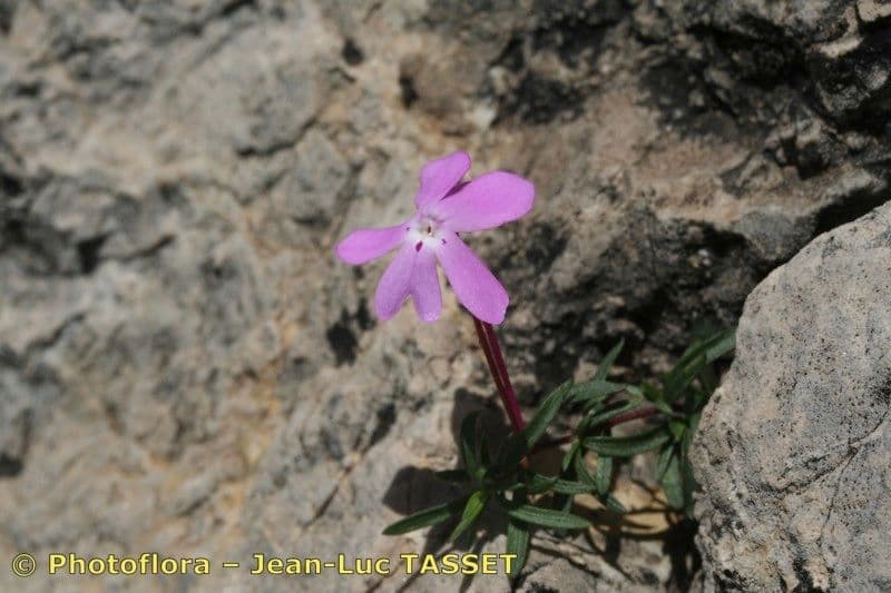 Violette 10
