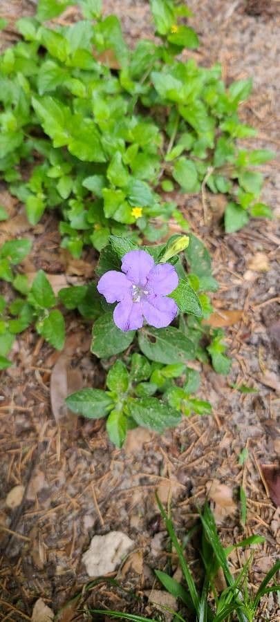 Ruellia 5