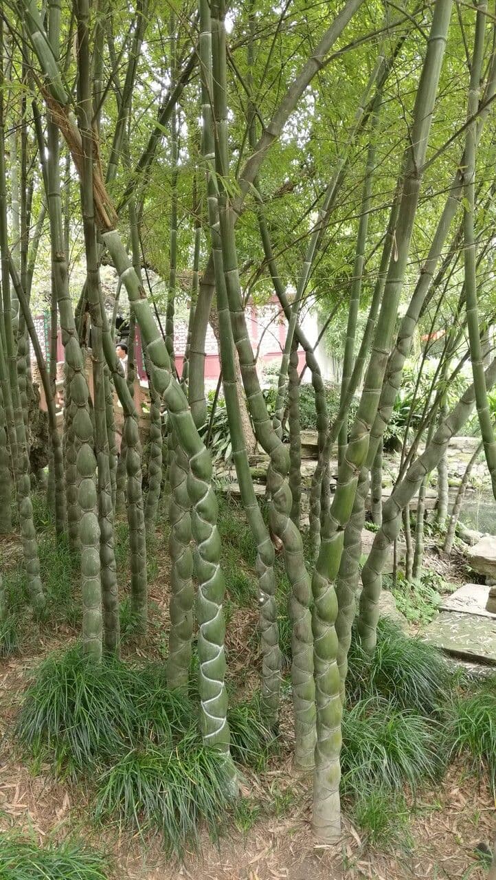 Bambù tuldoides