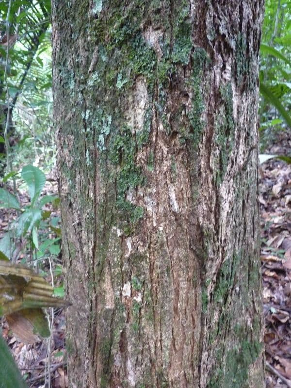 Sterculia 6