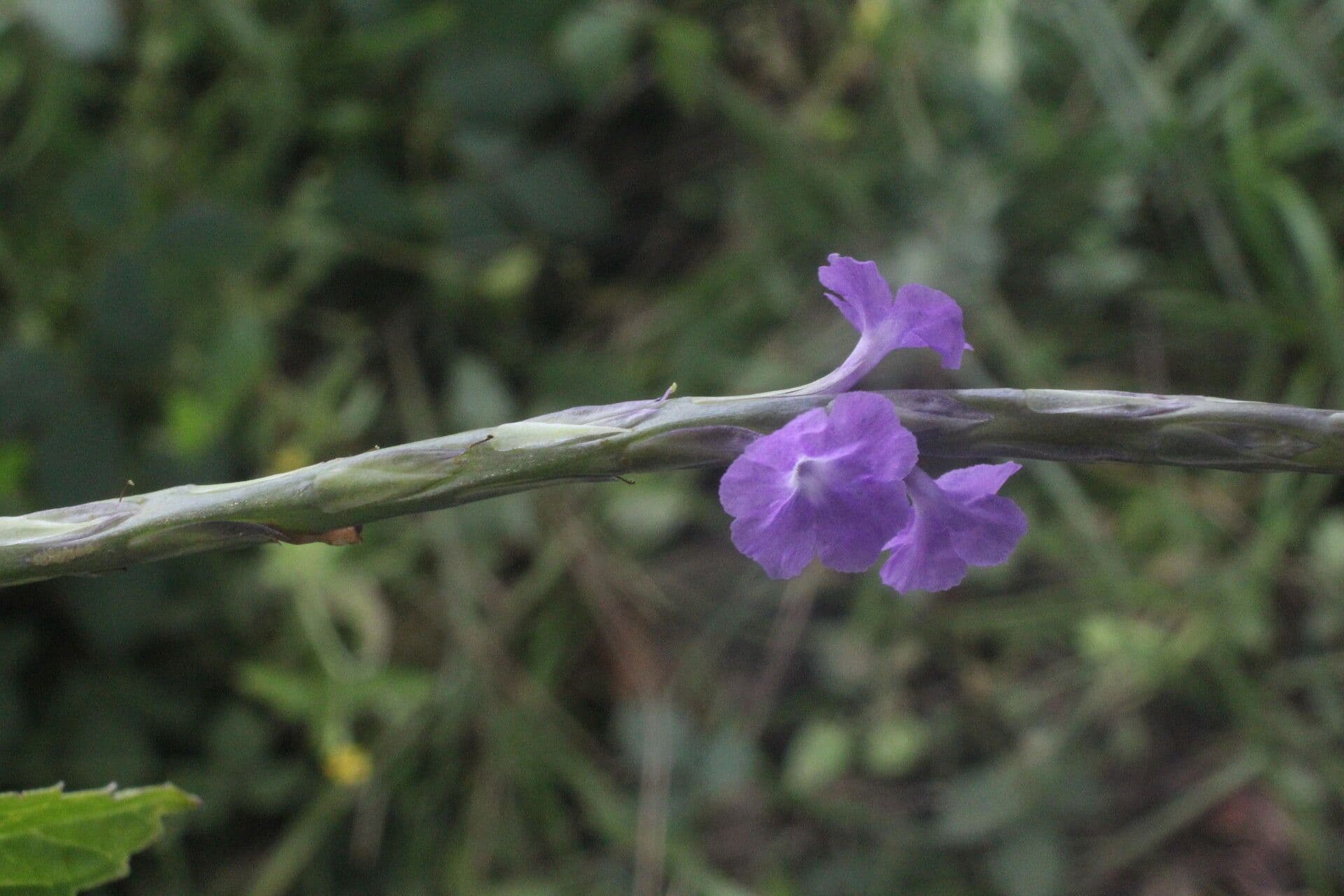 Stachytarpheta 5