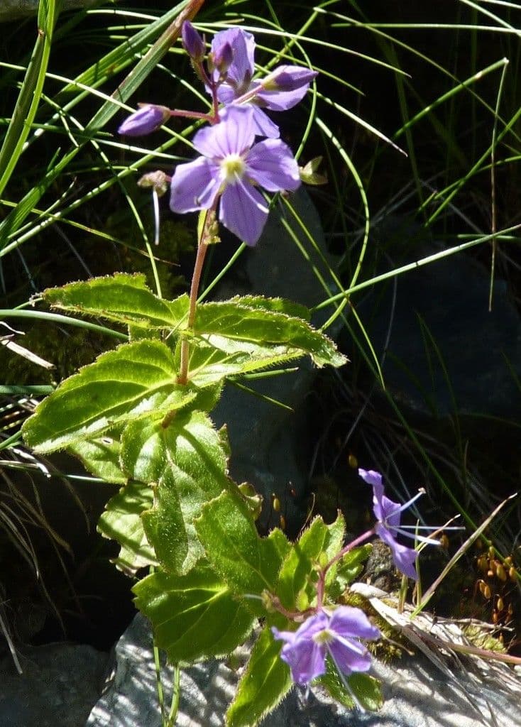 Veronica ponae 26