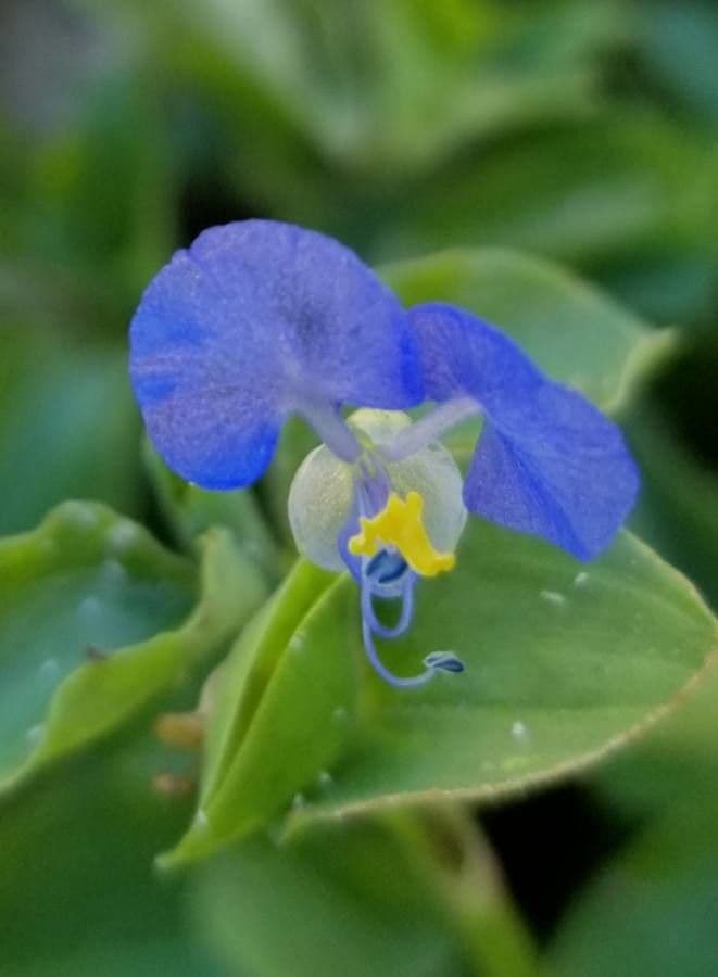 Flor de día 9