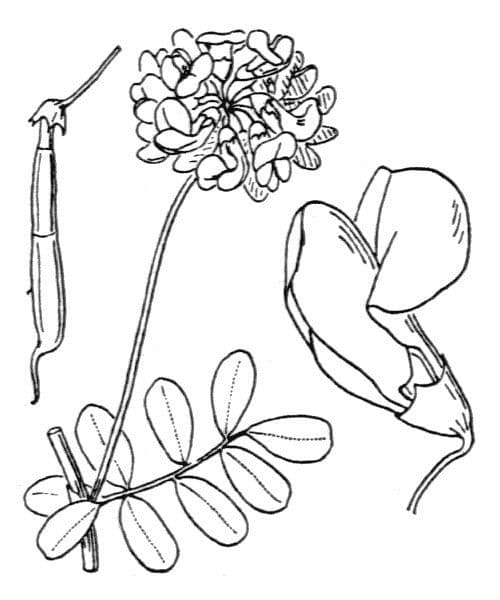 Coronilla coronata 26