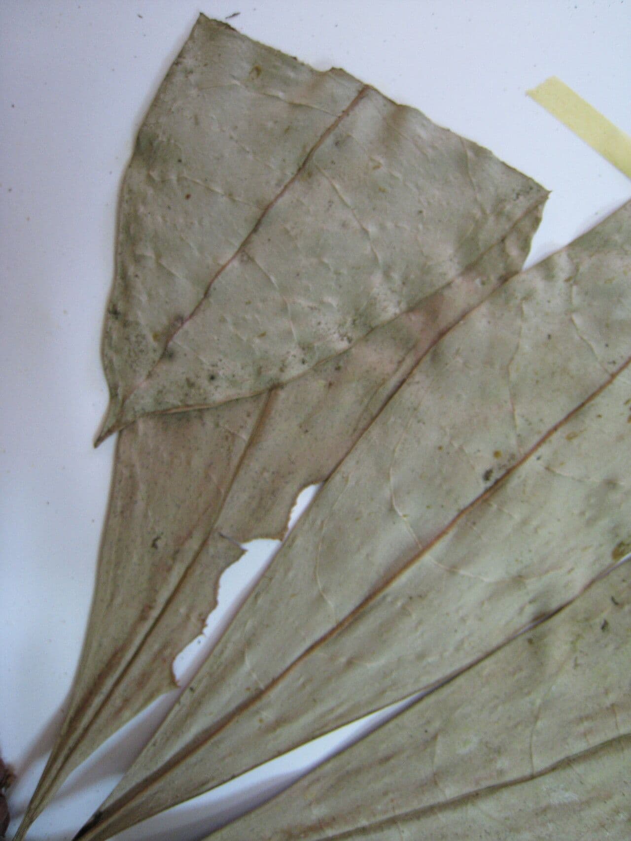 Cybianthus 5