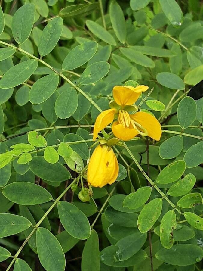 Senna 2