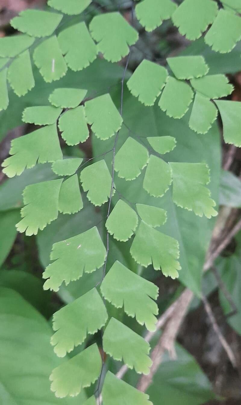 Capelvenere tenero 11
