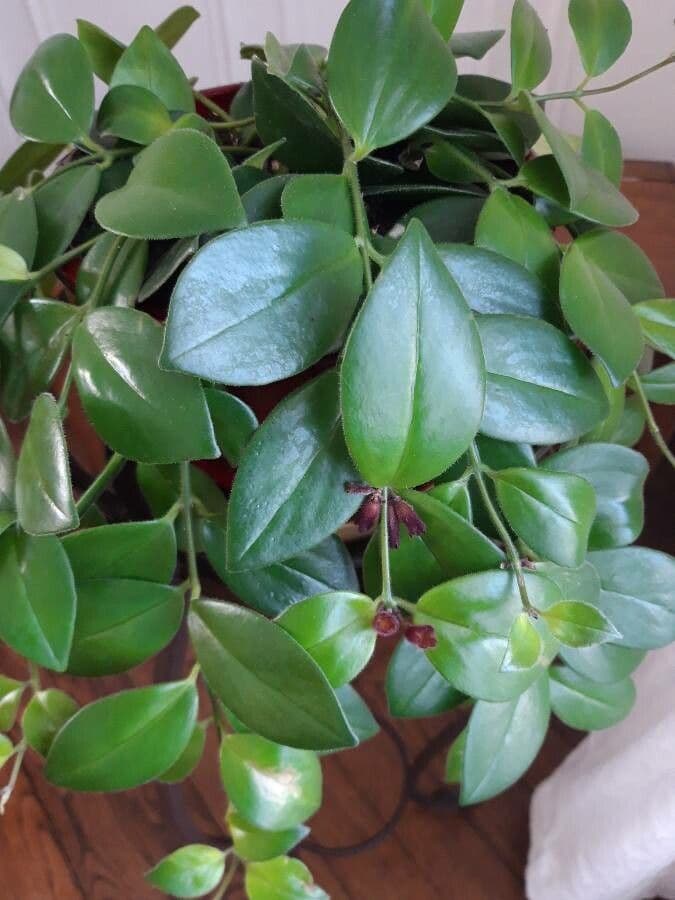 Pianta rossetto 16