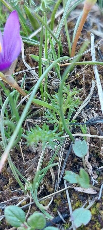 Romulea 14