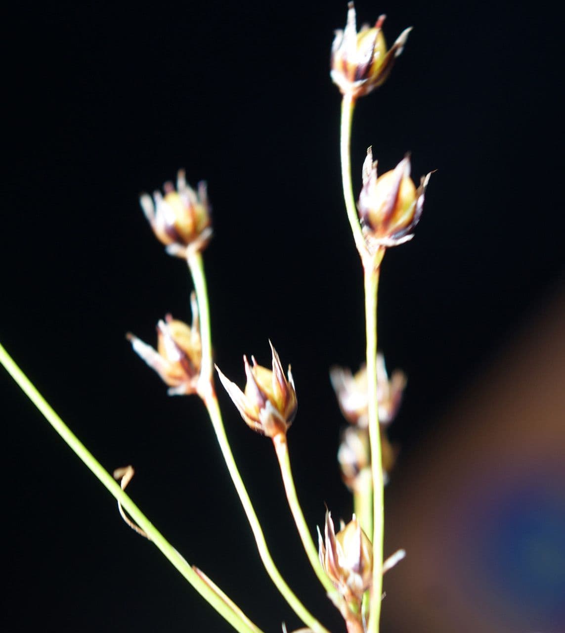 Kosmatka Forstera