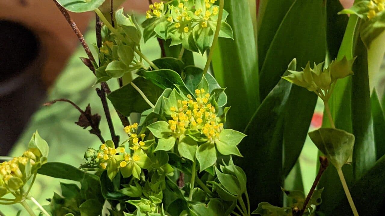 Bupleurum rotundifolium 7