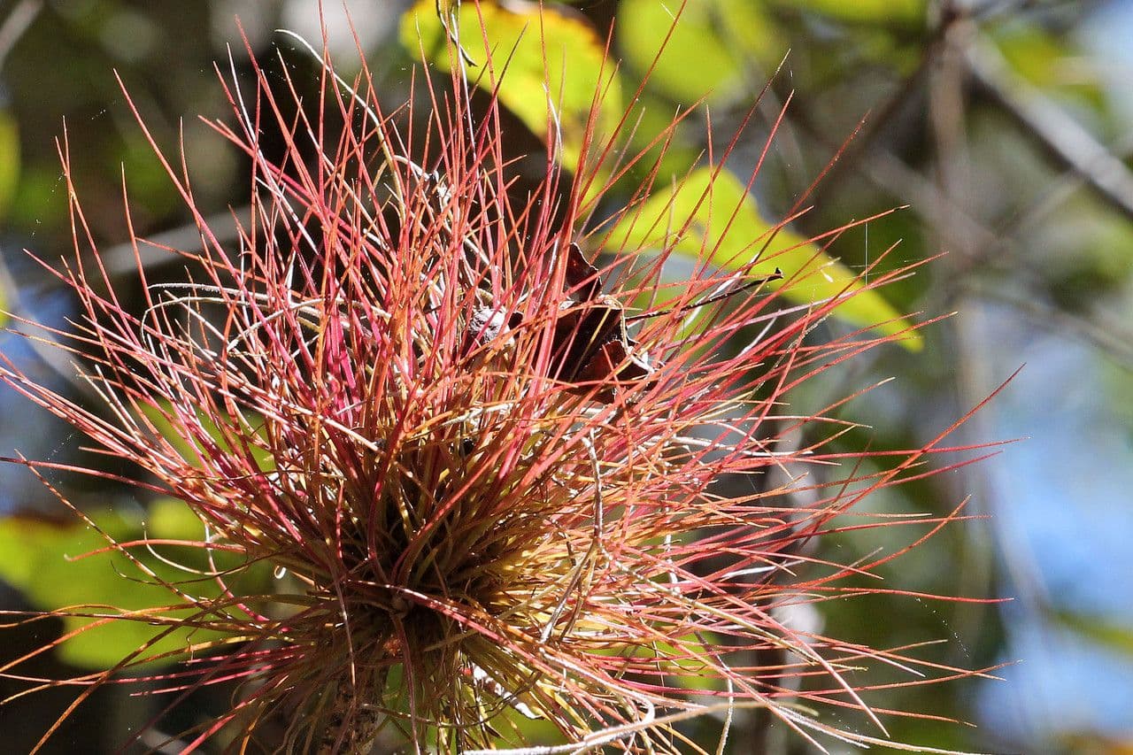 Tillandsia setacea 4