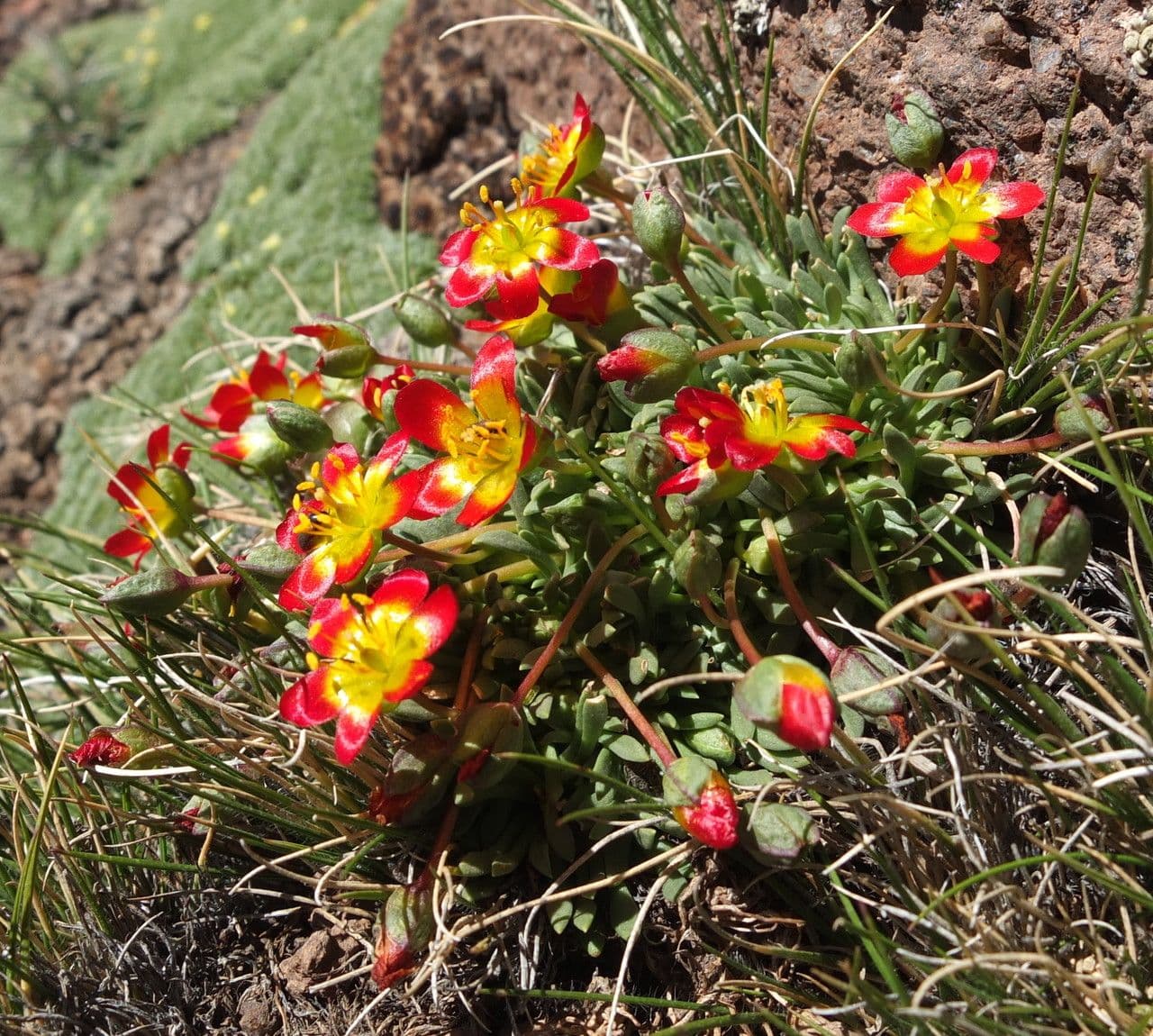 Calandrinia cespugliosa 2