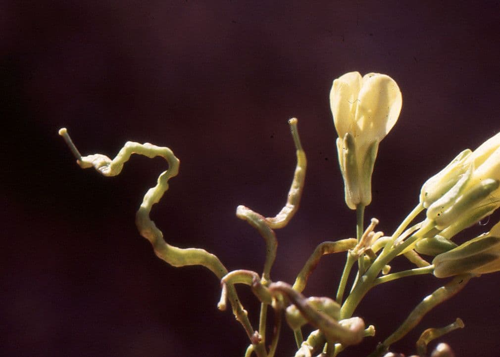 Brassica repanda 2