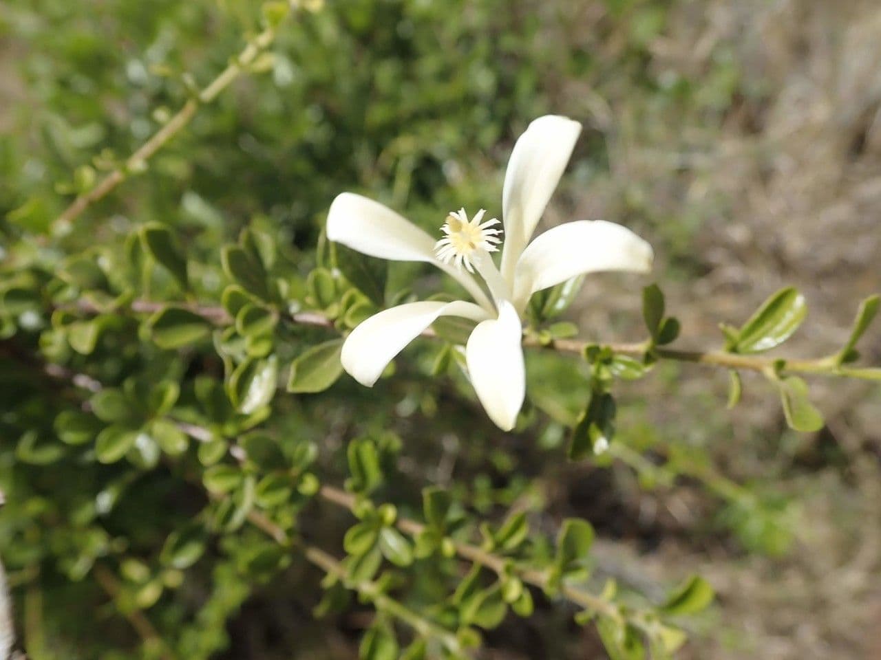 Turraea 18