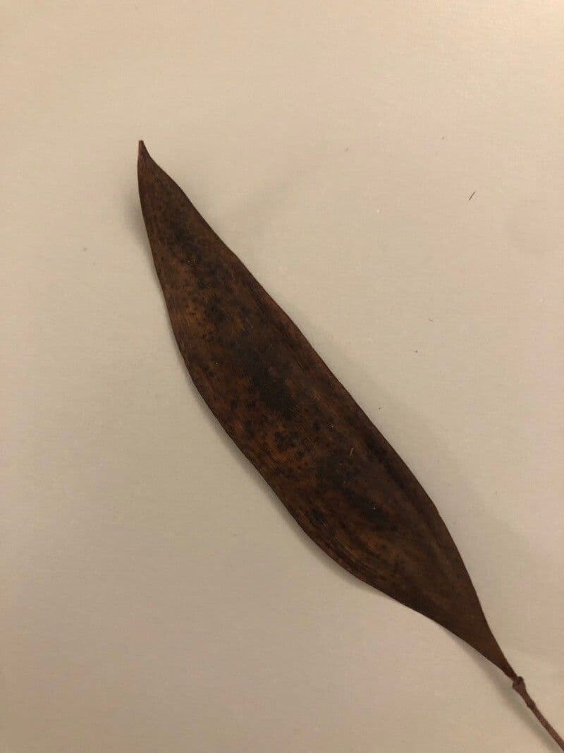 Peltophorum dubium 2