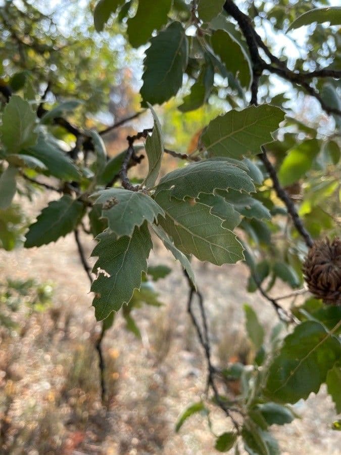 Valoneiche 4