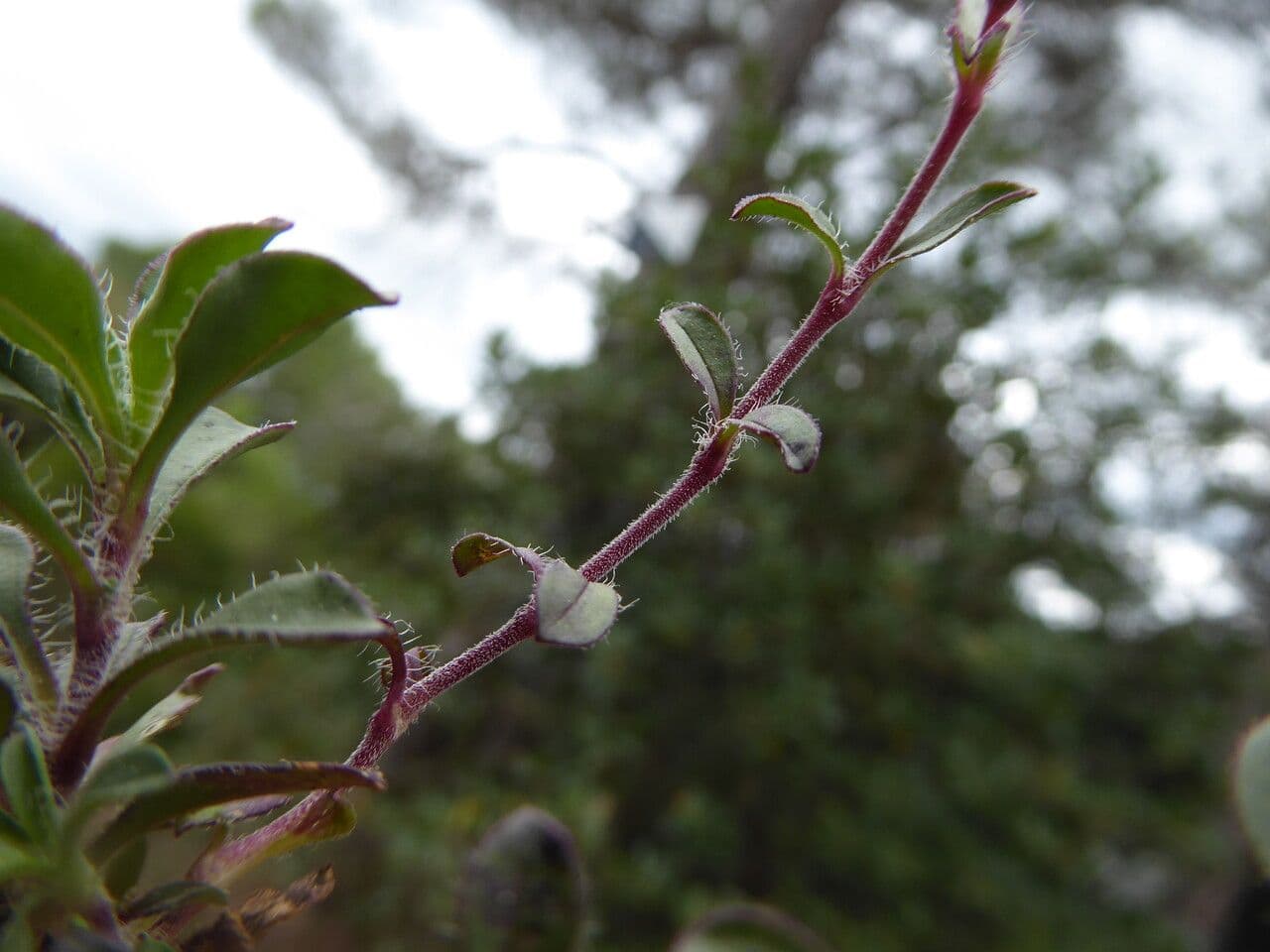 Saponaria rossa 23