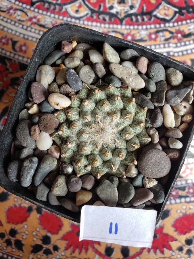 Turbinicarpus 7