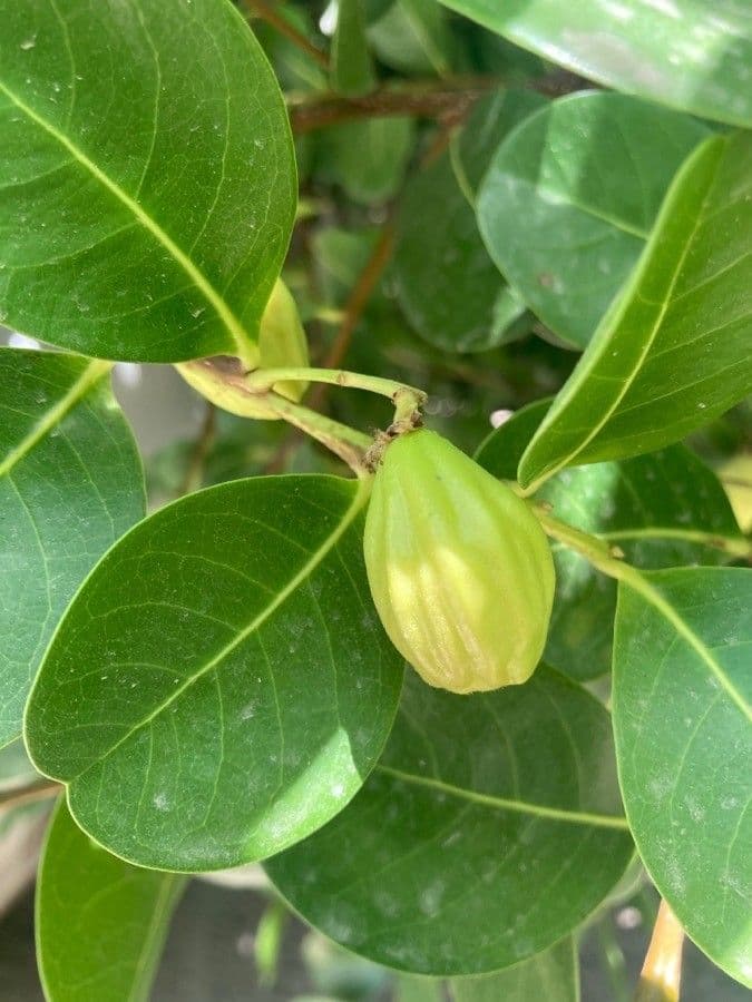 Chrysobalanus icaco 4