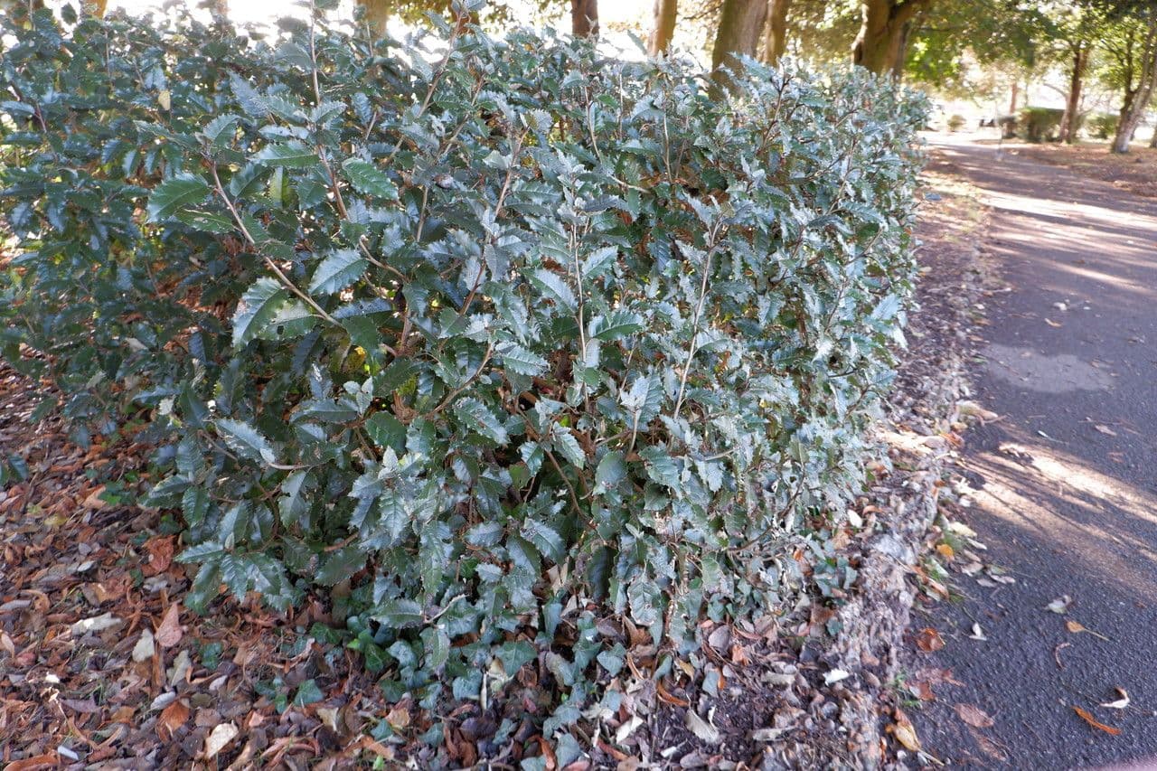 Olearia macrodonta 9