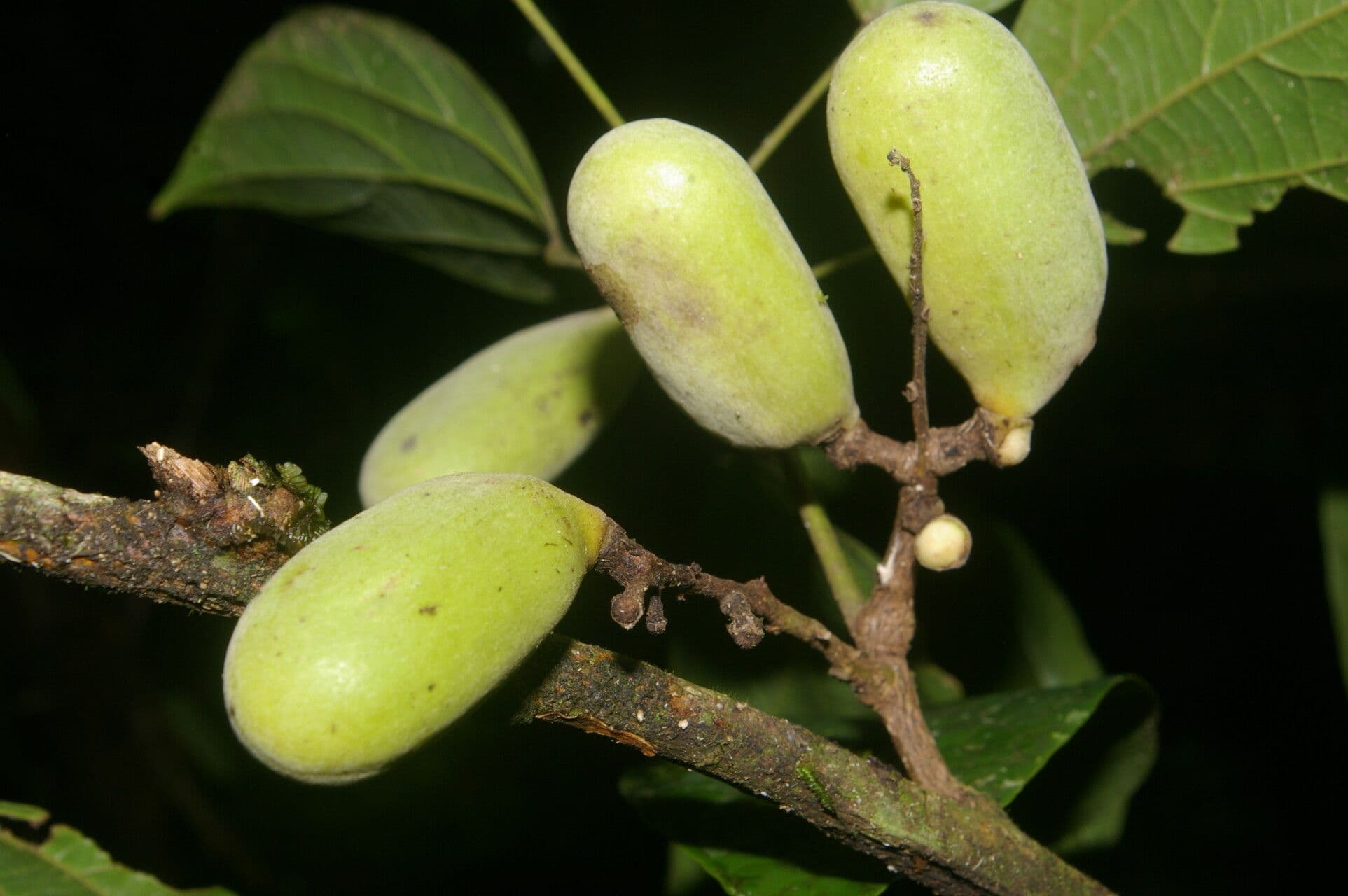 Abuta 2