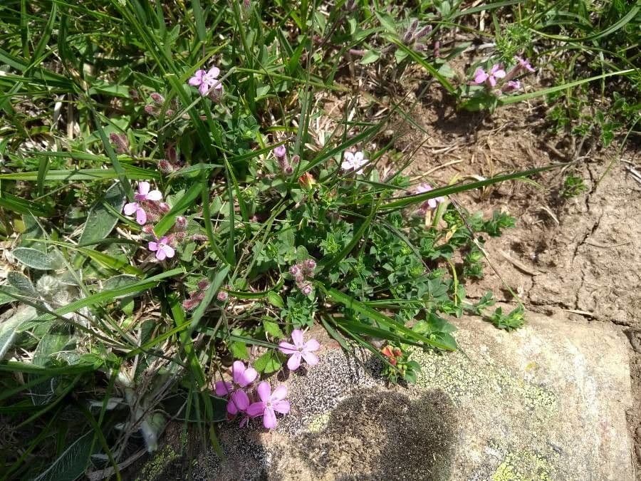 Saponaria rossa 16