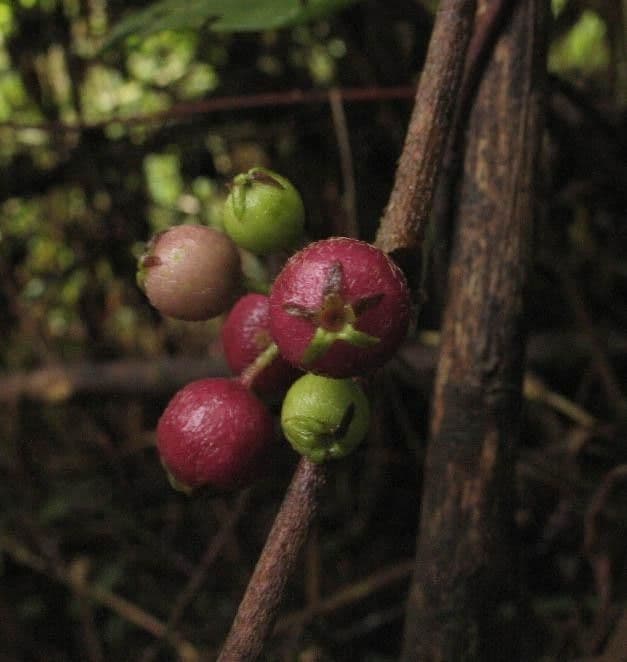 Panama-Sabicea 4