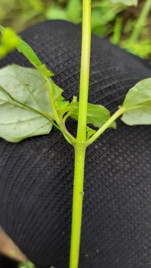 Boerhavia erecta 21
