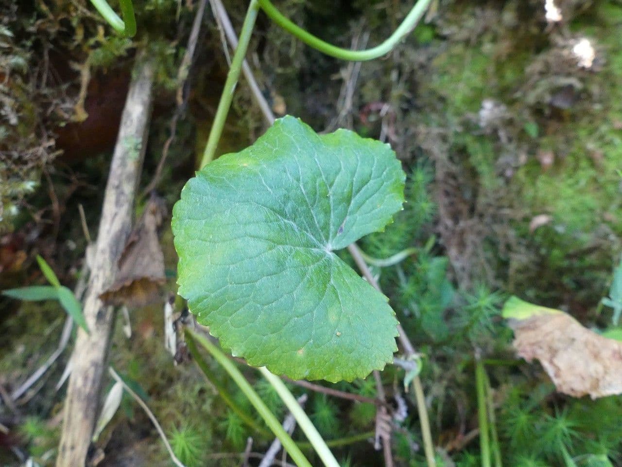 Centella asiatica 16