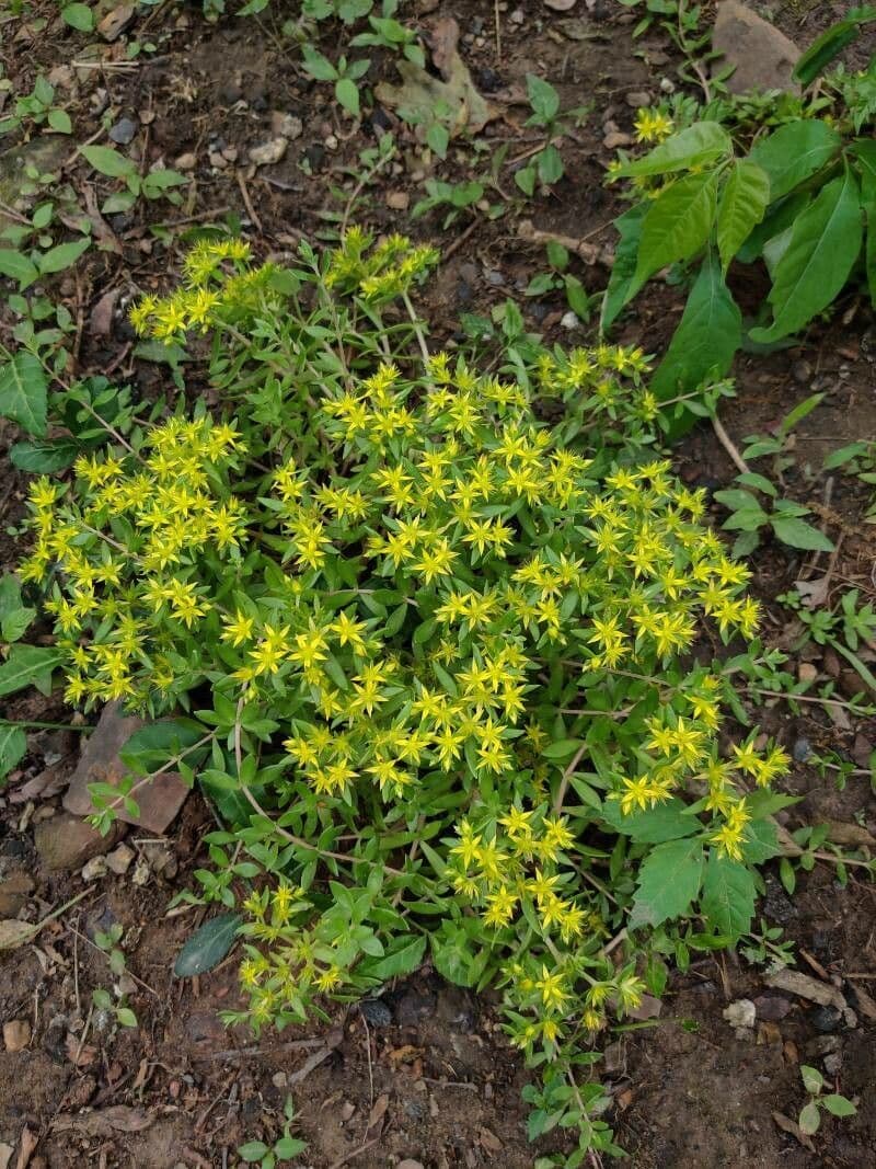 Rankender Mauerpfeffer 10
