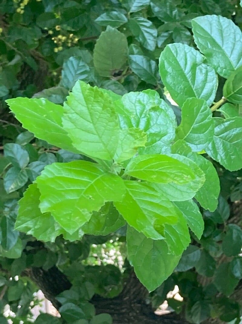 Anacua 4