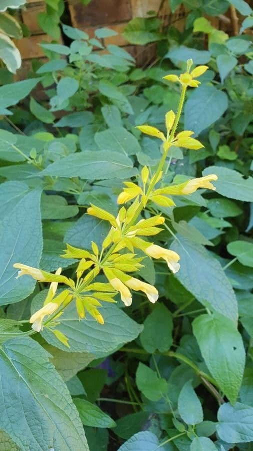 Salvia 4