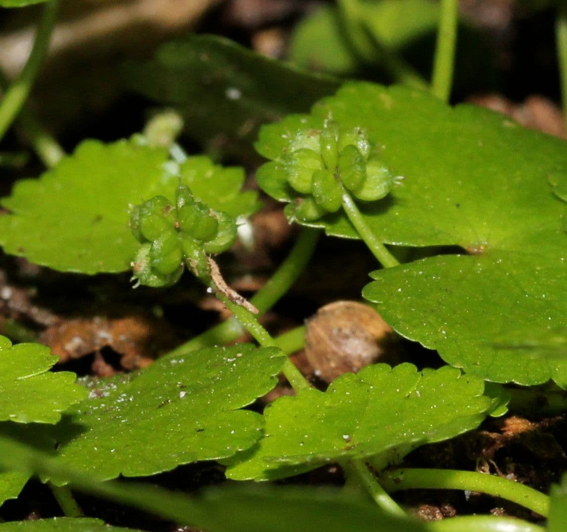 Hydrocotyle sibthorpioides 5