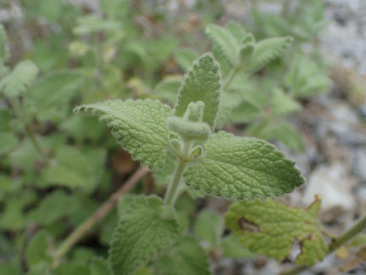 Erba gatta 4