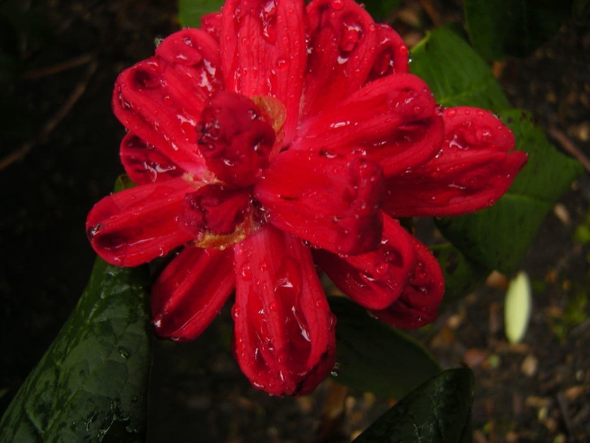 Rododendro 3