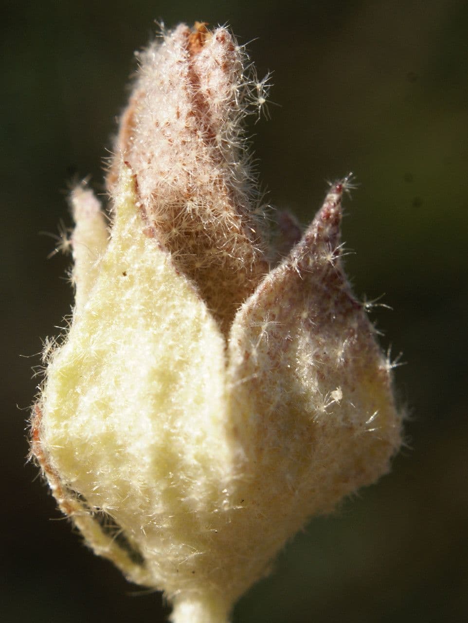 Malvella leprosa 4
