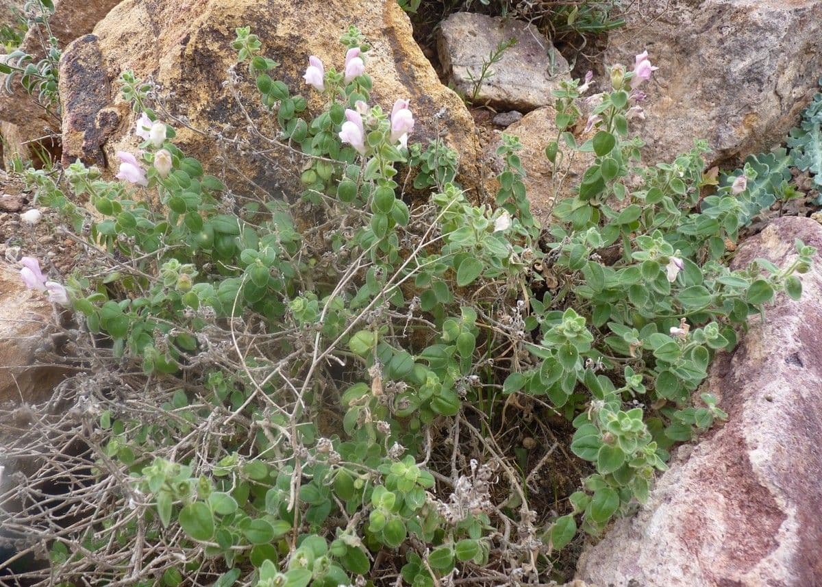Bocca di leone 11