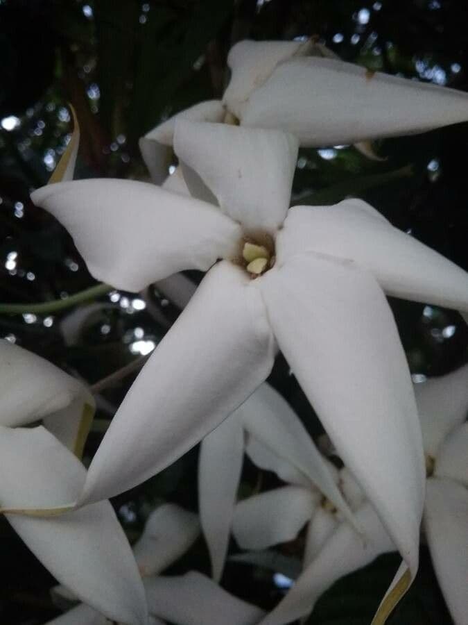 Rosenbergiodendron 4