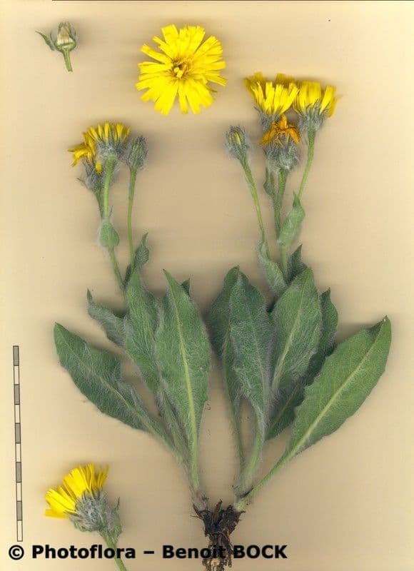Hieracium 14