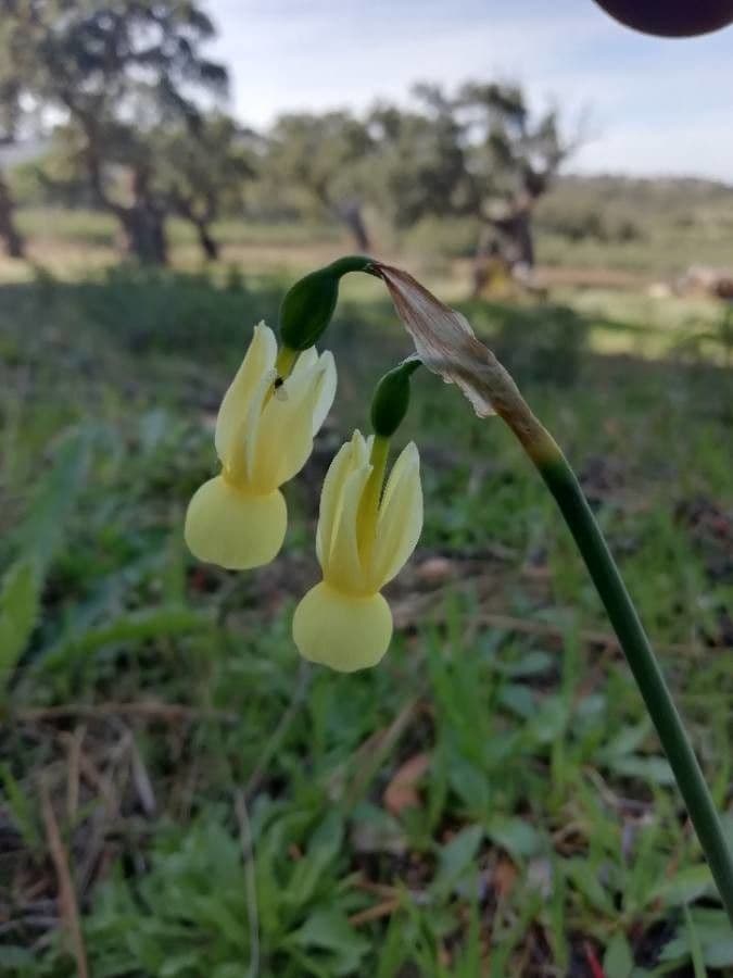 Narciso triandrus 4