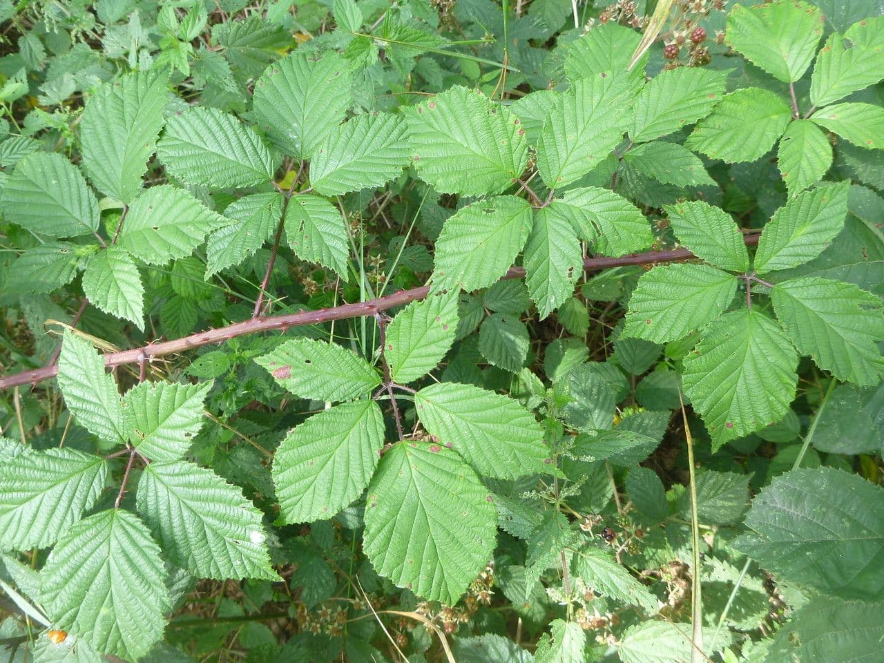 Rubus rudis 11