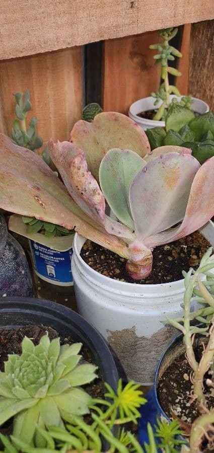 Echeveria 22