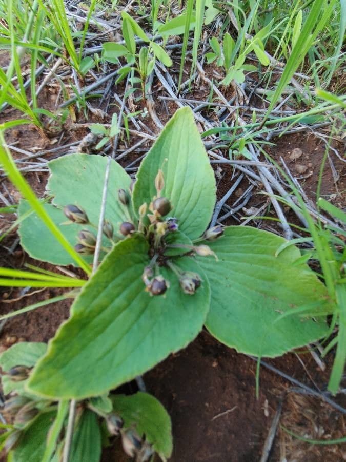 Craterostigma