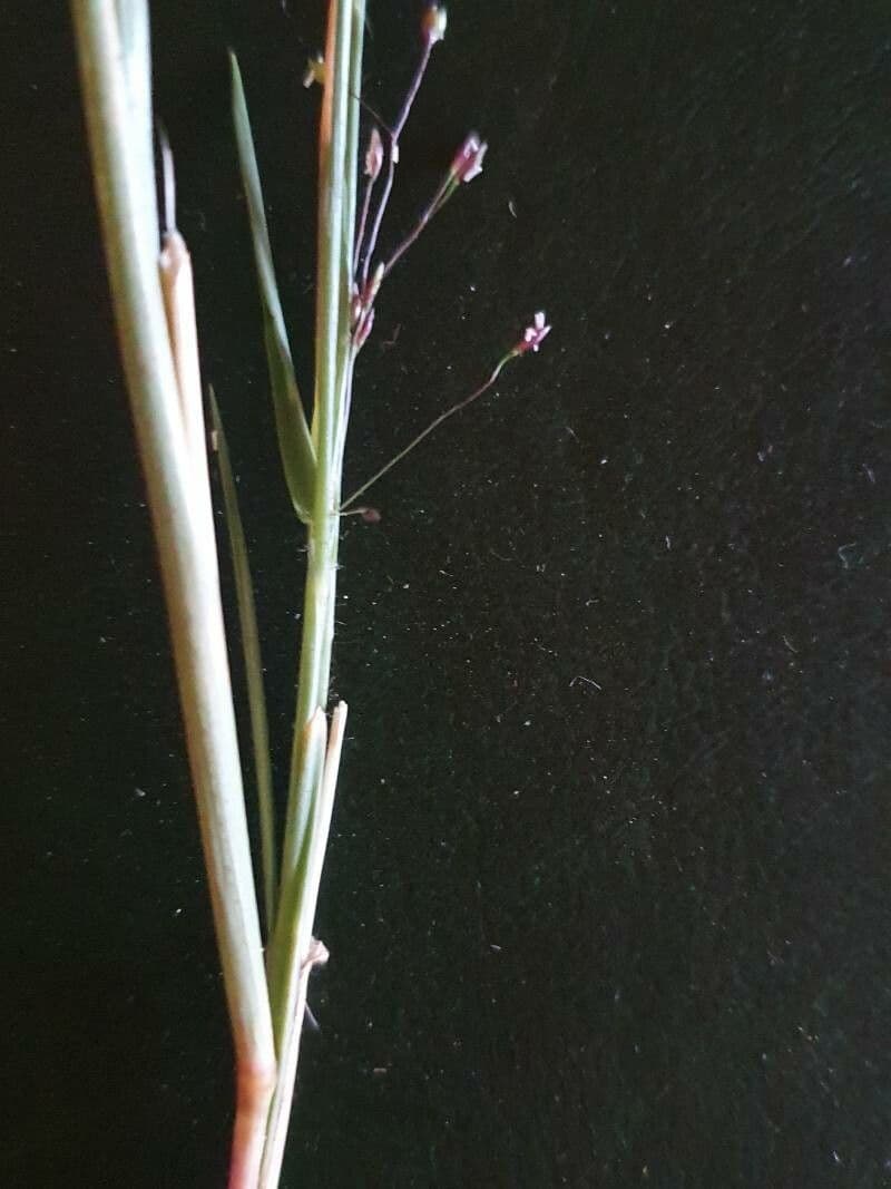 Sporobolus 7