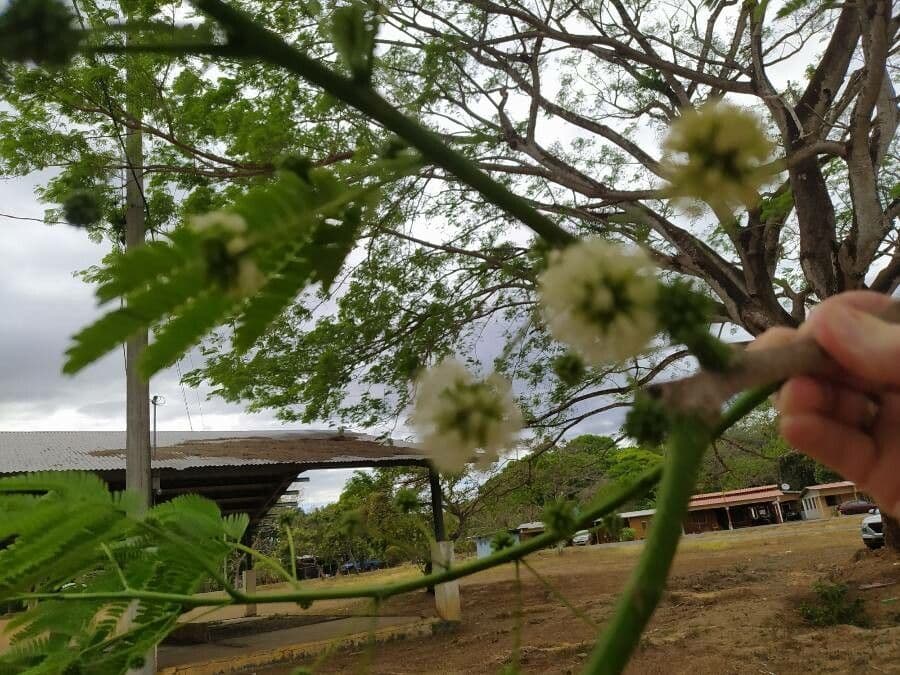 Guanacaste 8