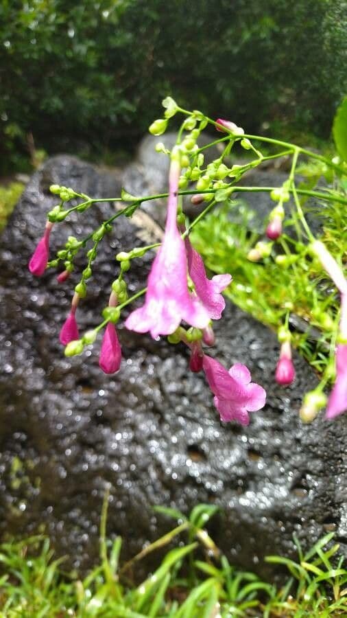 Strobilanthes 4
